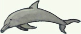 decorverhuur themadoeken dolfijn, achterdoek